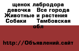 щенок лабродора девочка - Все города Животные и растения » Собаки   . Тамбовская обл.